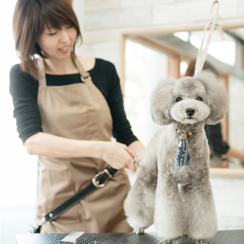 素敵が溢れるお店でありたいという想い込めてお手入れいたします | ドックアンドキャットサロン シュエット
