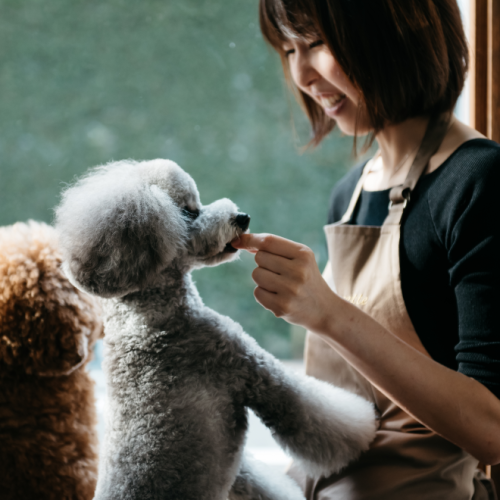 わんちゃん、ねこちゃんの気持ちに寄り添うグルーミングサロン | ドックアンドキャットサロン シュエット