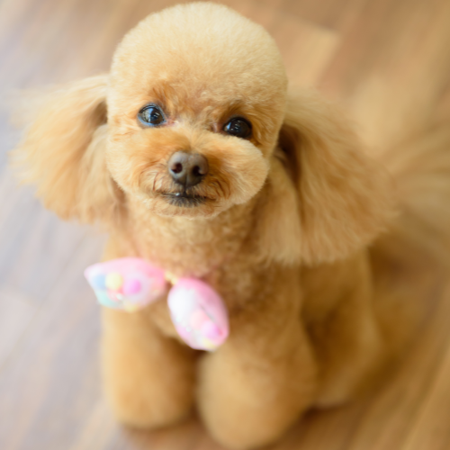 大切な家族であるわんちゃんねこちゃんがリラックスして過ごせるサロン | ドックアンドキャットサロン シュエット