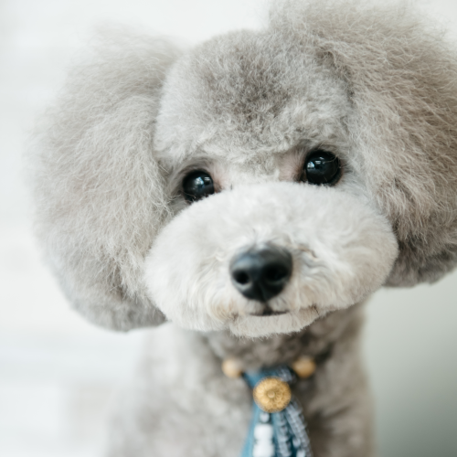 ドックアンドキャットサロン シュエット