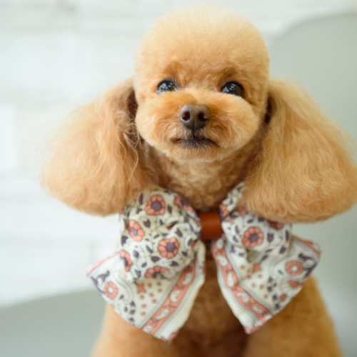 ドックアンドキャットサロン シュエット