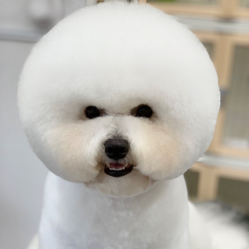 ドックアンドキャットサロン シュエット