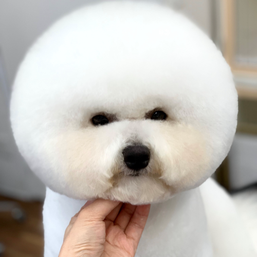 ドックアンドキャットサロン シュエット