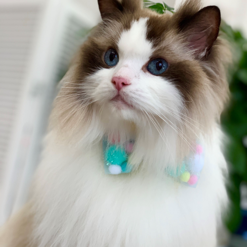 ドックアンドキャットサロン シュエット