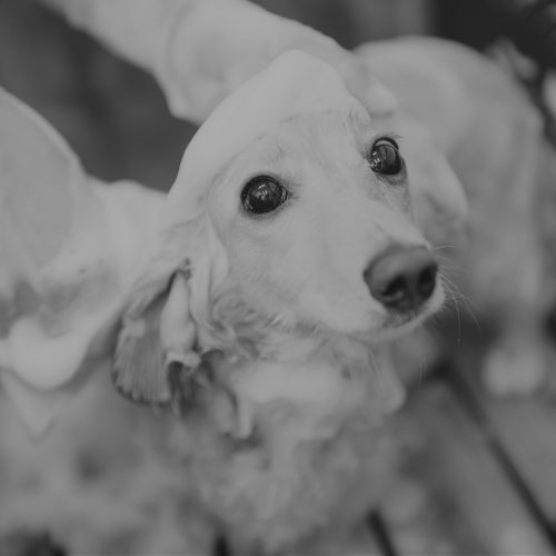 サロンメニュー