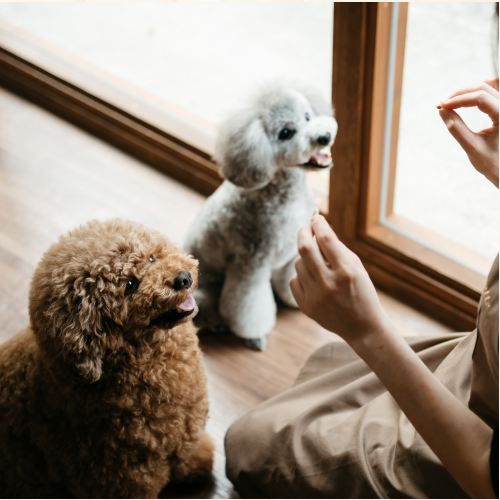 その子に寄り添う優しさや愛情を、感じていただけるように | ドックアンドキャットサロン シュエット