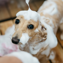 シャンプーフルコース