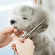 トリミングフルコース