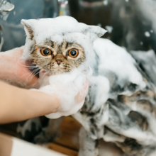 オンリーシャンプー