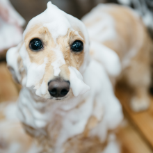 ましゅまろ泡パック