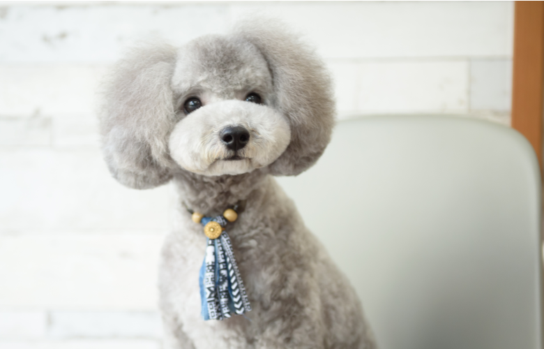 トリミング後のわんちゃんねこちゃんをオリジナルハンドメイドアクセサリーをプレゼント | ドックアンドキャットサロン シュエット