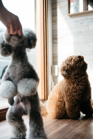 オーナースタイリスト 高森 千尋 メディア | ドックアンドキャットサロン シュエット